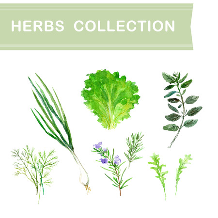 Vector collection of watercolor herbs on white background.のイラスト素材