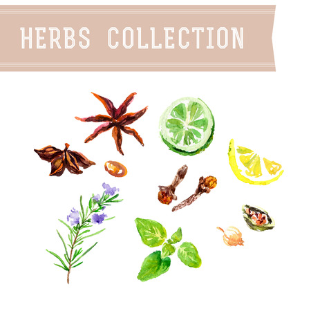 Vector collection of watercolor herbs on white background.のイラスト素材
