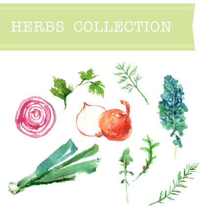 Vector collection of watercolor herbs on white background.のイラスト素材