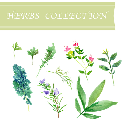 Vector collection of watercolor herbs on white background.のイラスト素材