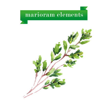 Vector set of watercolor marioram elements on white background.のイラスト素材