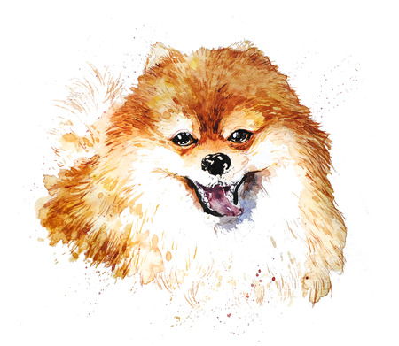 Watercolor artistic orange dog portrait isolated on white background. Cute pet animal head hand drawn. Pomeranian puppy. New Year symbol, christmas card, xmas emblem.の写真素材