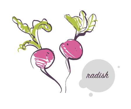 Vector hand drawn illustration of fresh raw radish vegetable isolated on white background. Sketch style. Healthy food element. Good for menu, banner, packaging design etc.のイラスト素材