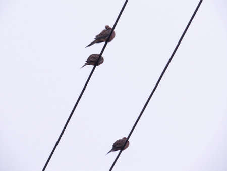Birds On A Wire Illustration