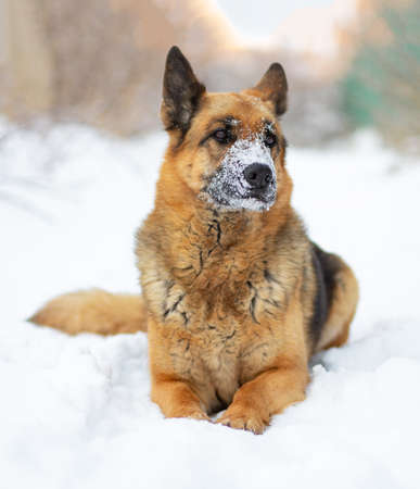 The dog lies on the white snow. The East European Shepherd Dog feels great in winter and loves to play in the snow.の写真素材