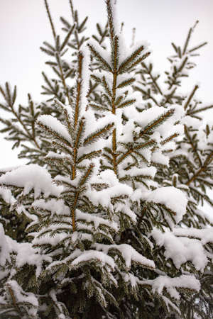 Snow-covered tree branch against the white sky. fir tree branches in the snow against the sky. Photo from bottom to topの写真素材