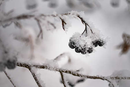 black chokeberry berries covered with snow against the background of bushes, branches and berries. Winter landscape, ripe berries for the birds.の写真素材