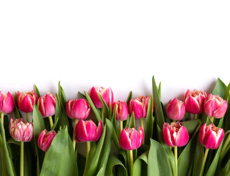 Bouquet of pink tulips on white background. Mothers day, Valentines Day, Birthday celebration concept. Greeting card. Copy space for text, top viewの写真素材