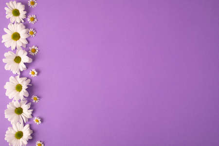 Beautiful composition for serving the table. Row of white chamomile flower, chrysanthemum on purple background. greeting card. Top view, copy space.の写真素材