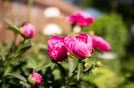 Pion big pink flower macro close up growing in the garden with green leaves on green background. Summerの写真素材
