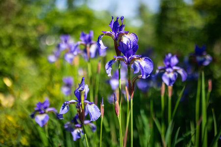 Siberian iris in spring garden. Group of blooming Siberian irises (iris sibirica) in the garden.の写真素材