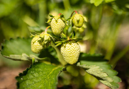 Green organic strawberry bush in the garden close up. Growing a crop of natural strawberries on farm.の写真素材