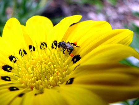 Australian Native Honey Bee