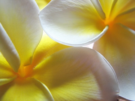 Frangipani Macro Soft Focusの写真素材