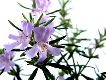 Super Macro Bush Rosemary Bloomsの写真素材
