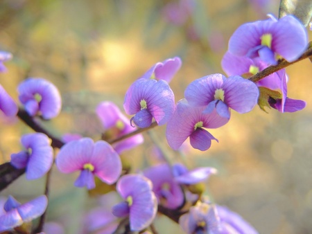 Australian Pea flowerの写真素材