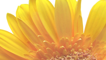 Macro Yellow Gerbera 2の写真素材