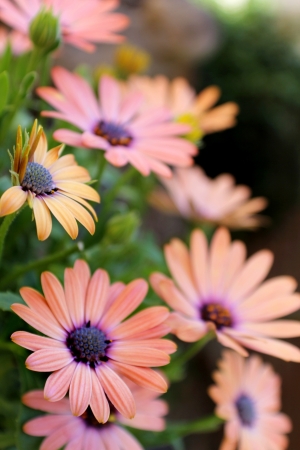 Orange Daisies in Gardenの写真素材
