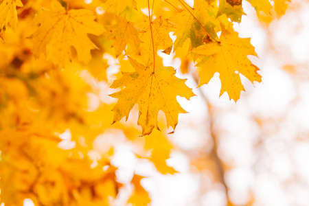 Maple Autumn leaves on a branch with copy space.の写真素材