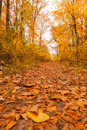 Pathway through autumn forest, among trees and shrubs, photography from the ground.の写真素材