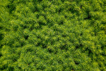 Spring growth of young  spruce