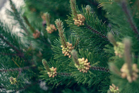Young pine shoots and cones close up. Natural background texture. Selective focus blur.