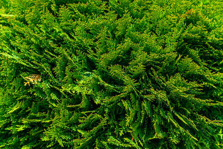Natural background texture. Selective focus blur. Evergreen coniferous tree from the Cypress family...
