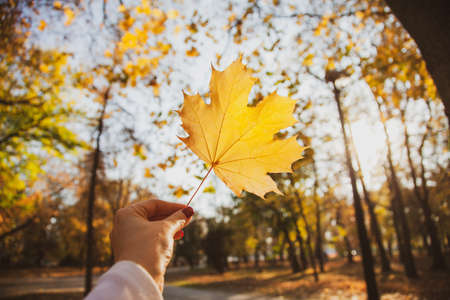 Young woman holds in your hands yellow maple autumn leaves in a park.の写真素材