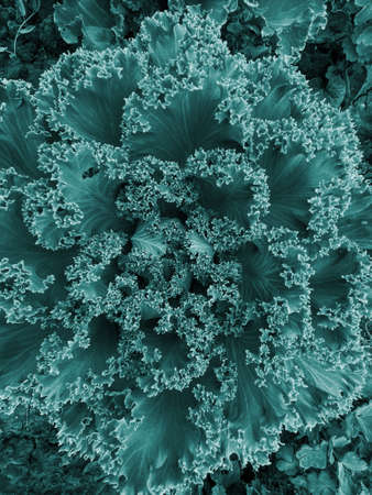 Abstract blue green monochrome background with decorative cabbage Brassica oleracea var. acephala. 2021 Color Trends Tidewater Green.の写真素材