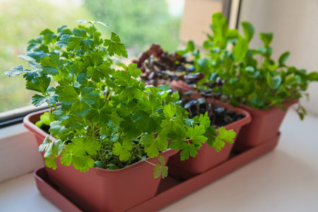 Growing herbs on the windowsill. Young sprouts of parsley, arugula and lilac Basil in a pot on a white windowsill.の写真素材