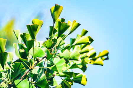 Gingko biloba tree leaf in sunny day with sunlight.