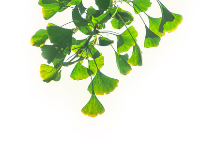 Gingko biloba tree leaf in sunny day with sunlight.