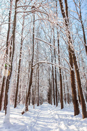 Pathway in winter pine forest with snow on trees and floor in sunny day.