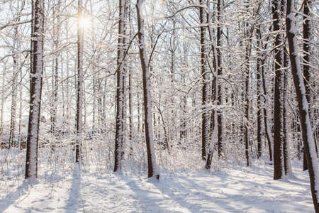 Sunset in winter pine forest with snow on trees and floor in sunny day.
