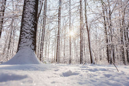 Sunset in winter pine forest with snow on trees and floor in sunny day.の写真素材