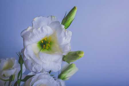 Moody Floral background with White flowers Eustoma or Lisianthus on blue background with copy space,...