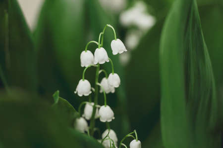 Authentic reliable natural background with blooming beautiful flowers lilies of the valley, closeup selective focusの写真素材