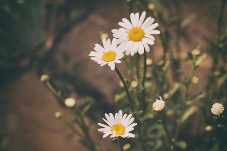 Chamomile flower leucanthemum in the garden, selective focus, blurred bokeh background, in retro style of film photography.の写真素材
