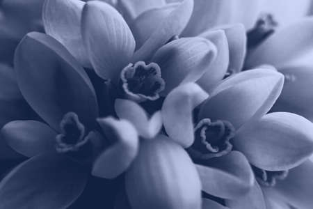 Background of white snowdrops Galanthus nivalis close up macro shoot.
