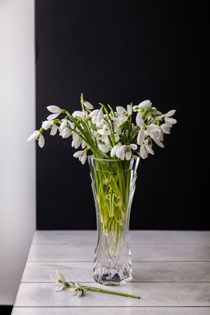 Bouquet of white snowdrops Galanthus nivalis in glass jar on dark tones on wooden background, still life in Feigned carelessness.の写真素材