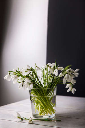 Bouquet of white snowdrops Galanthus nivalis in glass jar on dark tones on wooden background, still life in Feigned carelessness.の写真素材