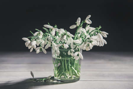 Bouquet of white snowdrops Galanthus nivalis in glass jar on dark tones on wooden background.の写真素材