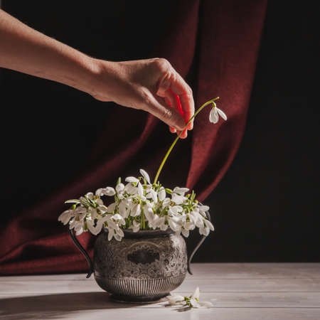 Woman with her hand puts one flower in bouquet of white snowdrops Galanthus nivalis in vintage retro jar on dark tones with red fabric background.の写真素材