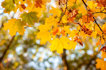 Natural autumn maple leaves on a branch, through which the setting sun shines, background with copy...