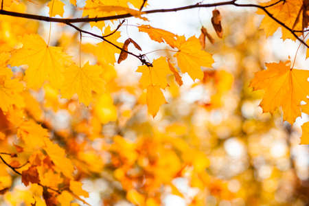 Natural autumn maple leaves on a branch, through which the setting sun shines, background with copy...