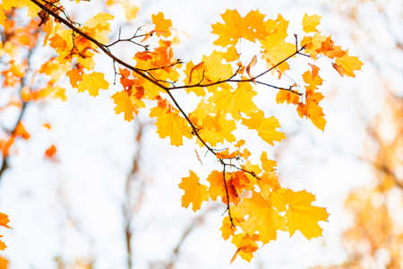 Natural autumn maple leaves on a branch, through which the setting sun shines, background with copy space.の写真素材