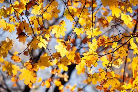 Natural autumn maple leaves on a branch, through which the setting sun shines against the blue sky, background with copy space.の写真素材