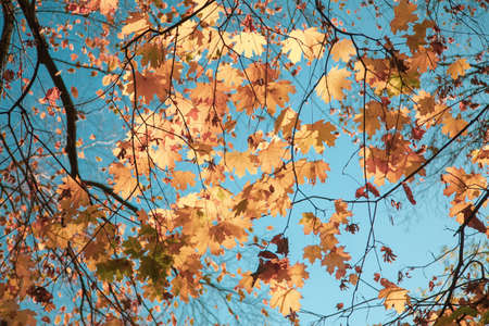 Natural autumn maple leaves on a branch, through which the setting sun shines against the blue sky,...