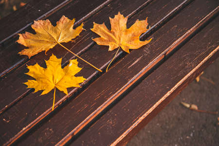 Fallen yellow maple leaf on a brown wooden bench in the city park.の写真素材