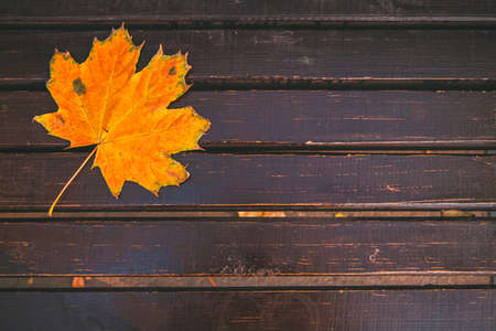 Fallen yellow maple leaf on a brown wooden bench in the city park.